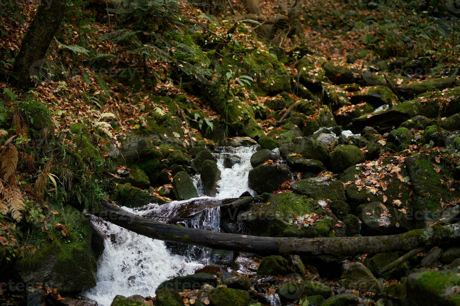 paysage rivière l'automne vert herbe Frais air Voyage montagnes photo