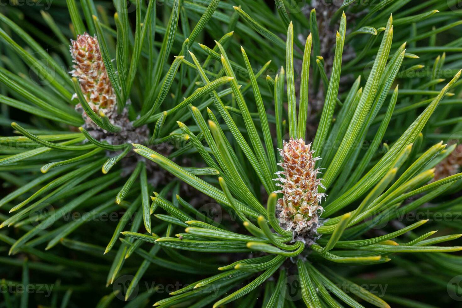 Jeune pousse sur branches pin. photo