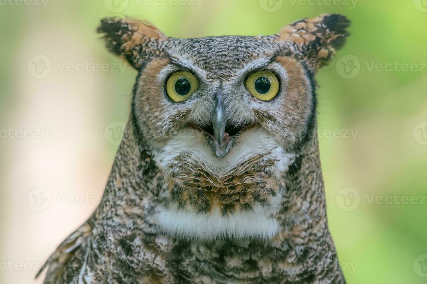 le intense aux yeux jaunes regard de une grand oiseau de proie. photo