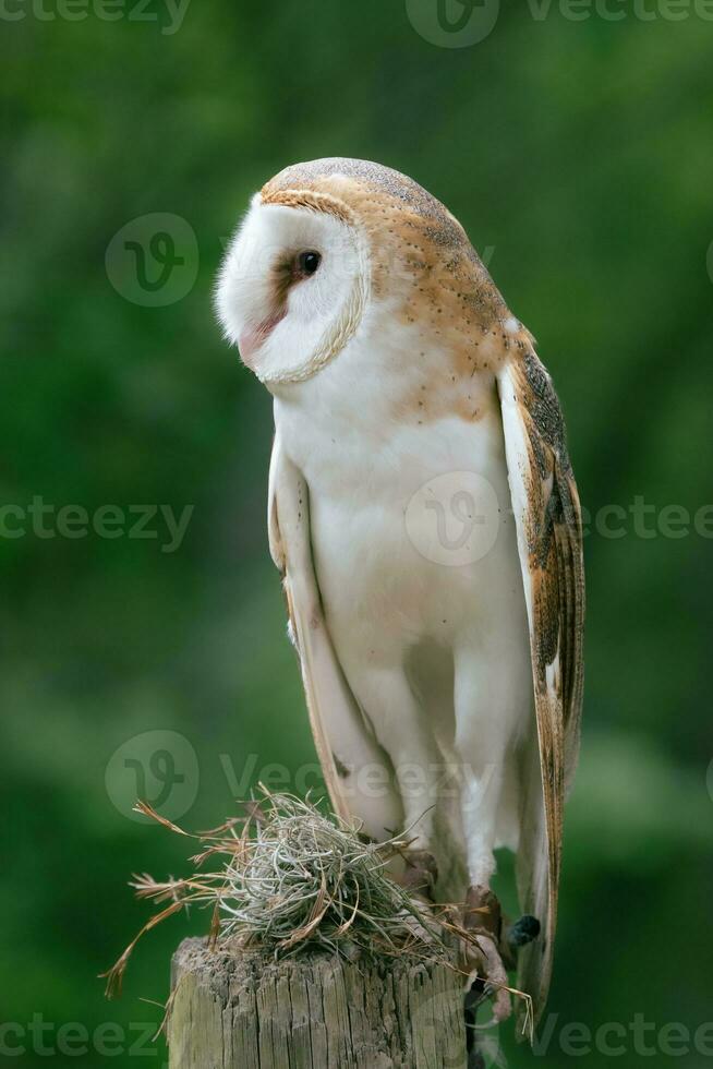 fermer de une blanc hibou montrant détails de ses visage et plumes. photo