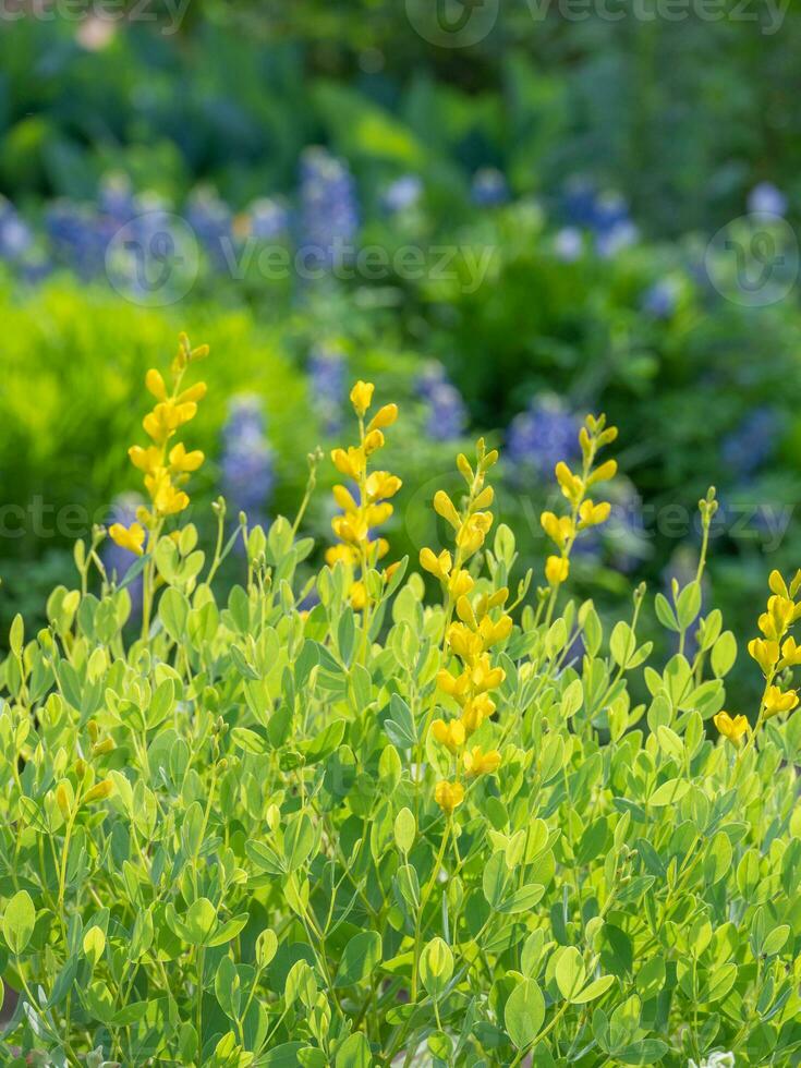 Jaune sauvage indigo plante croissance dans une printemps jardin avec Texas bonnets bleus dans le Contexte. photo