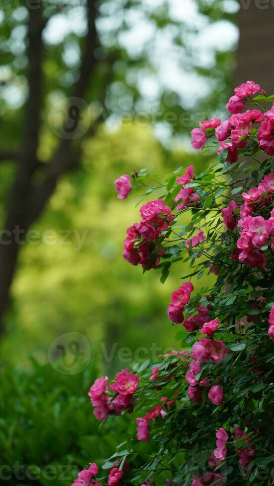 le magnifique fleurs épanouissement dans le jardin dans printemps avec le chaud lumière du soleil photo