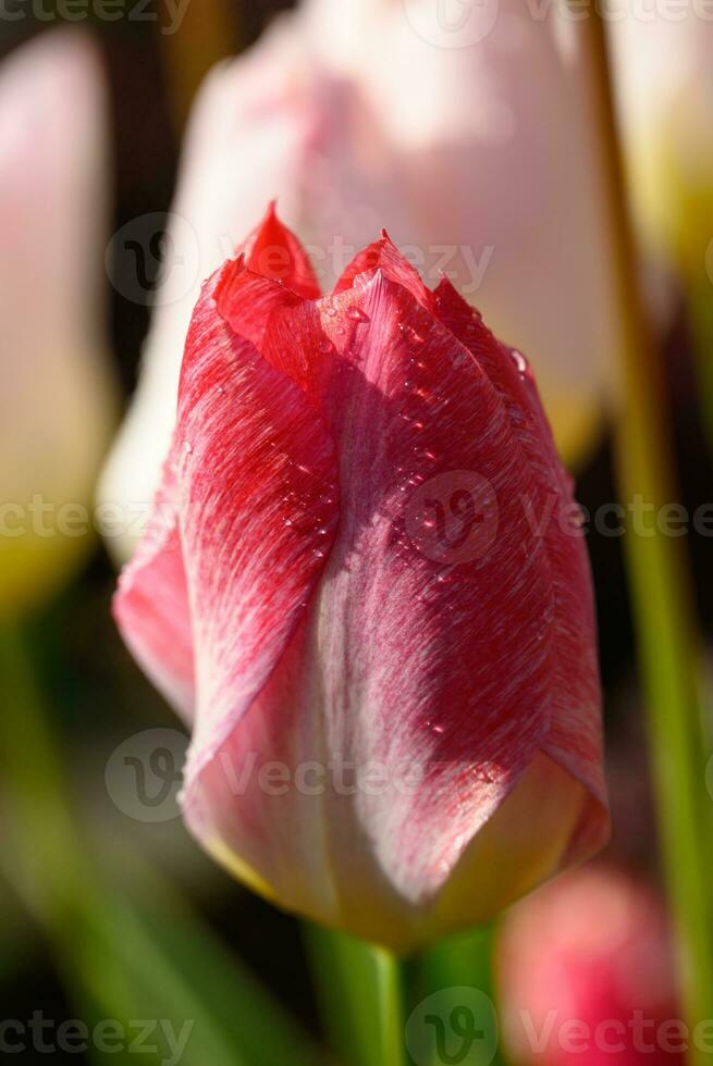 tulipes dans le jardin photo