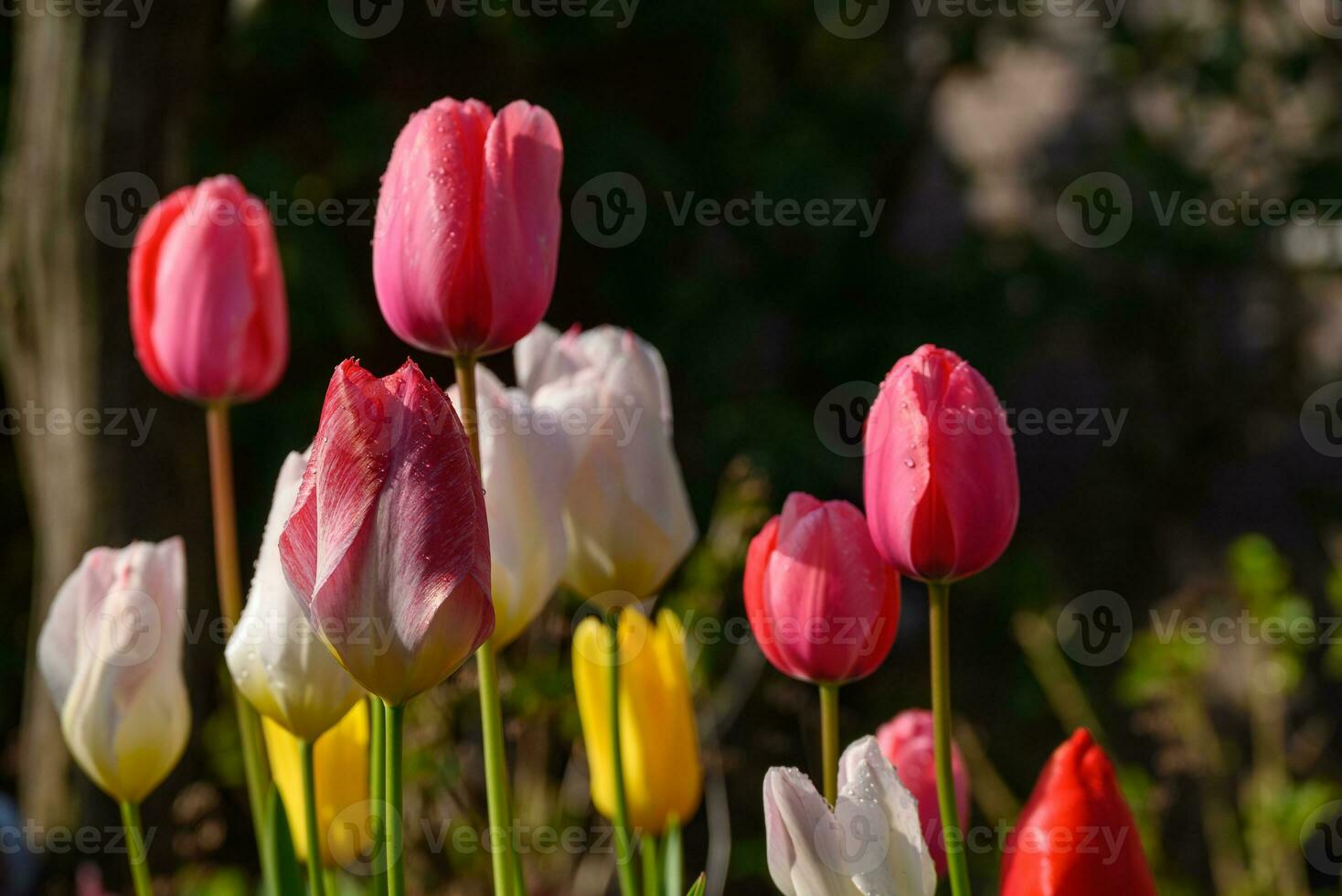 tulipes dans le jardin photo