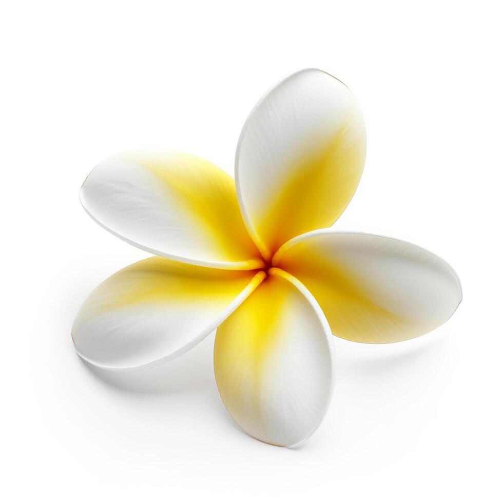 plumeria fleur isolé. illustration ai génératif photo