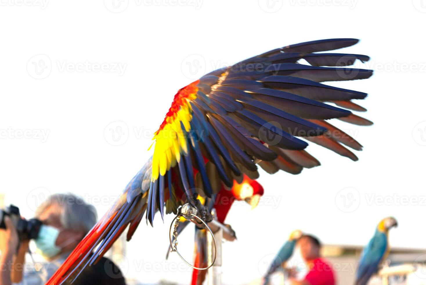 proche en haut de coloré écarlate ara perroquet animal de compagnie perche sur perchoir branche avec bleu clair ciel Contexte photo