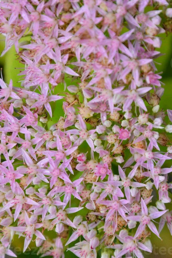 fond avec des fleurs photo