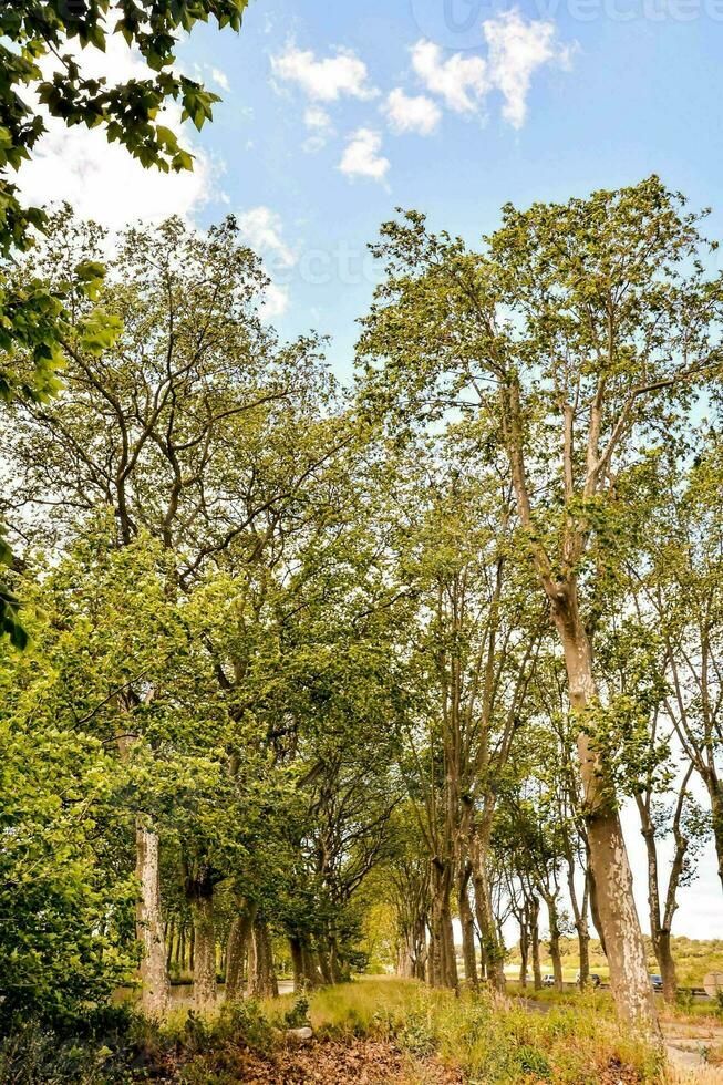 arbres dans la forêt photo