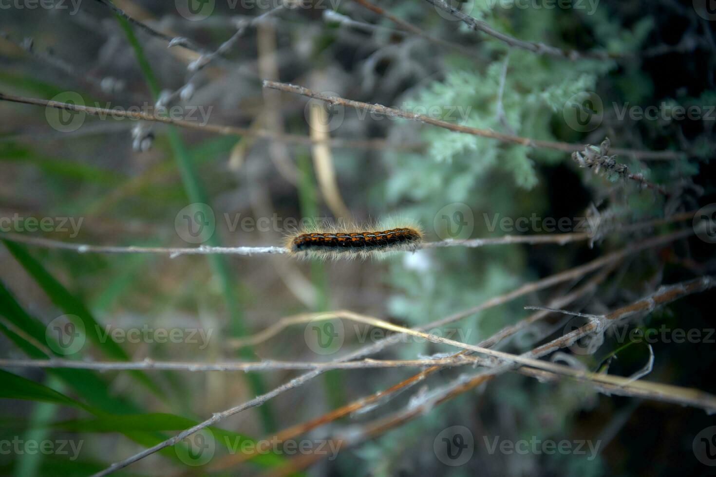 chenille glissement sur le branche avec vert Contexte. photo