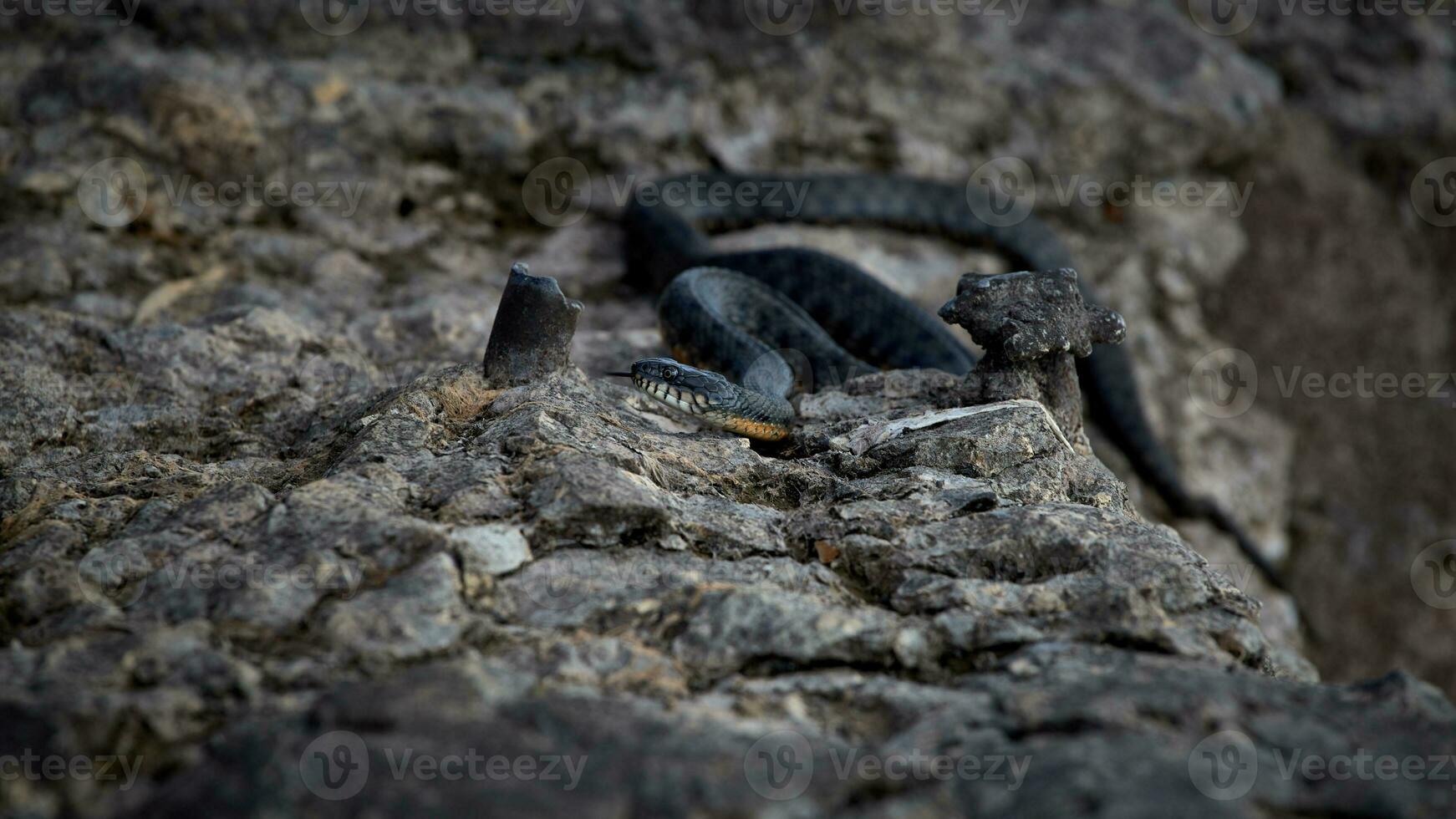 le serpent mensonges se prélasser sur humide des pierres près le l'eau. photo