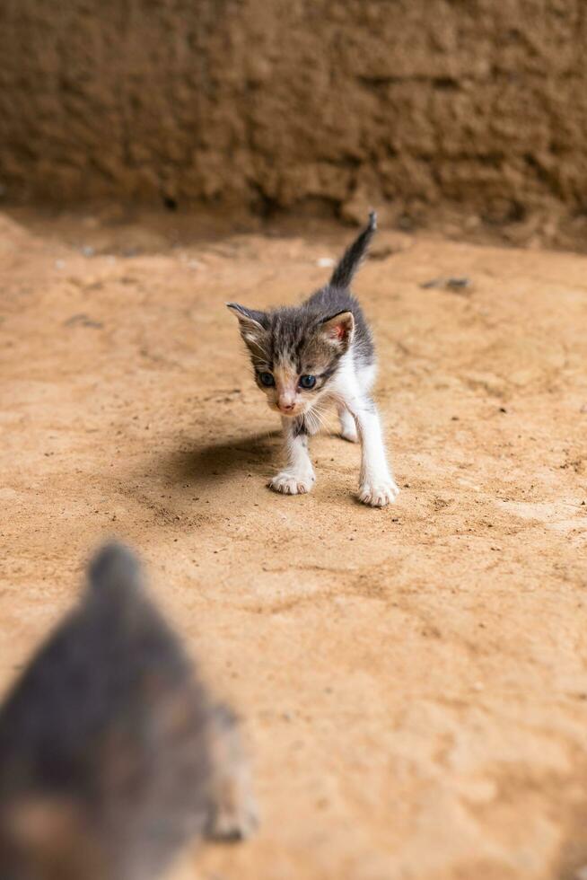 village chatons sont en jouant sur le sol photo