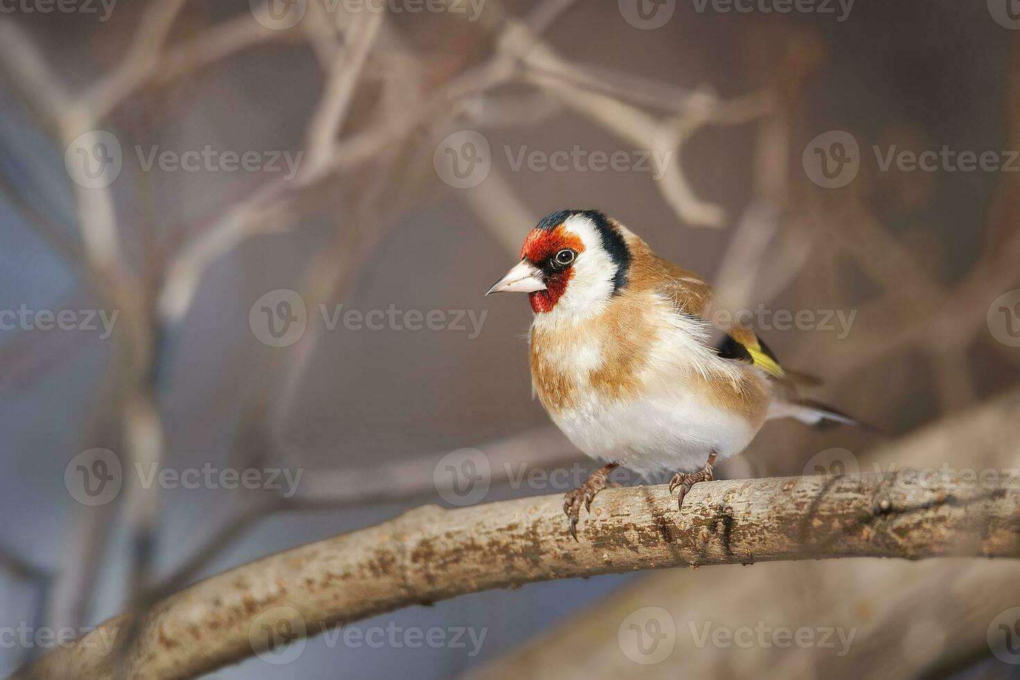 Célibataire chardonneret carduelis carduelis isolé sur nettoyer Contexte photo