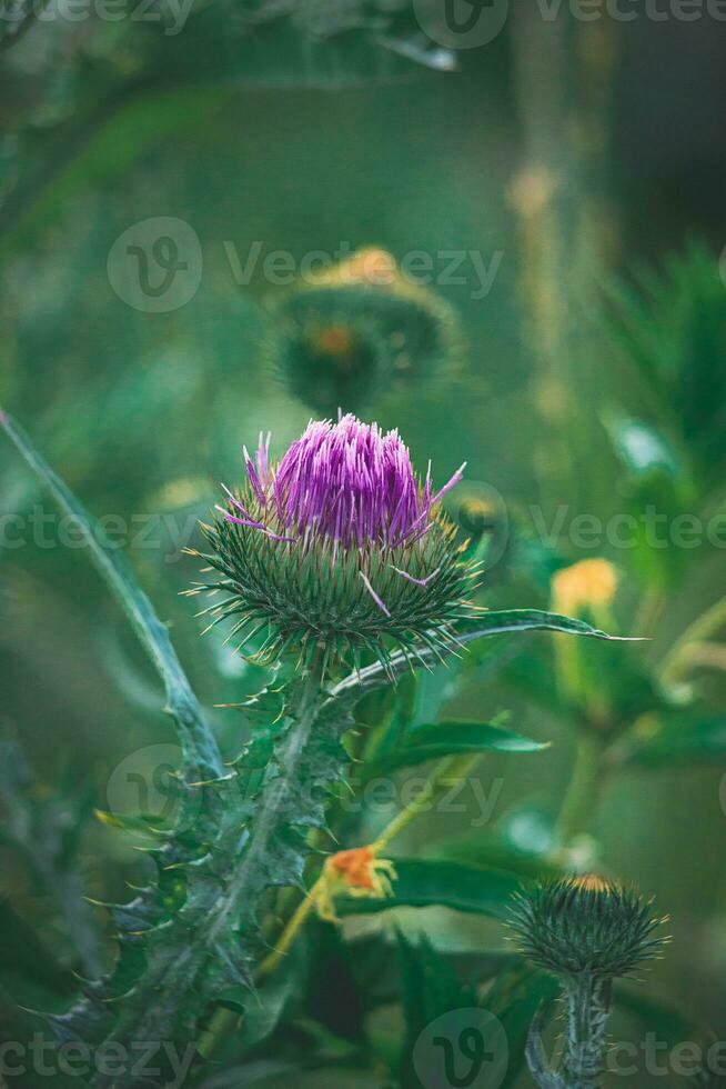 été violet chardon fleur parmi verdure dans une sauvage prairie, photo