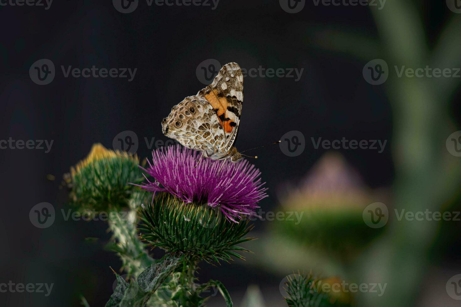 été papillon séance sur une épanouissement violet chardon fleur dans le en retard après midi Soleil photo