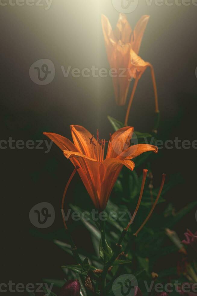 lis fleur dans le été jardin dans le chaud après midi Soleil photo