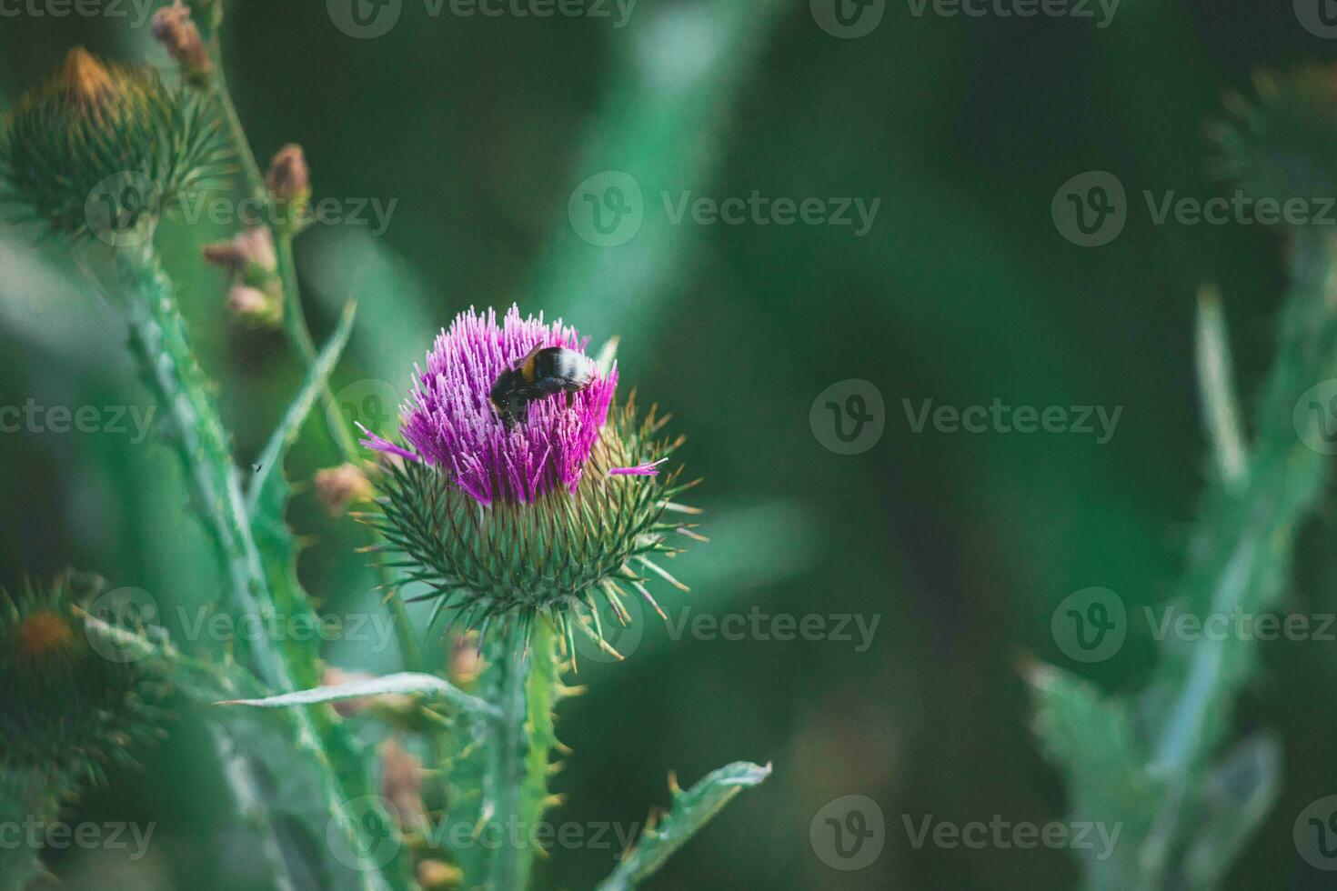 été violet chardon fleur parmi verdure dans une sauvage prairie, photo