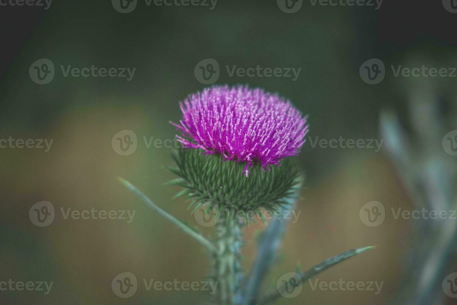 été violet chardon fleur parmi verdure dans une sauvage prairie, photo