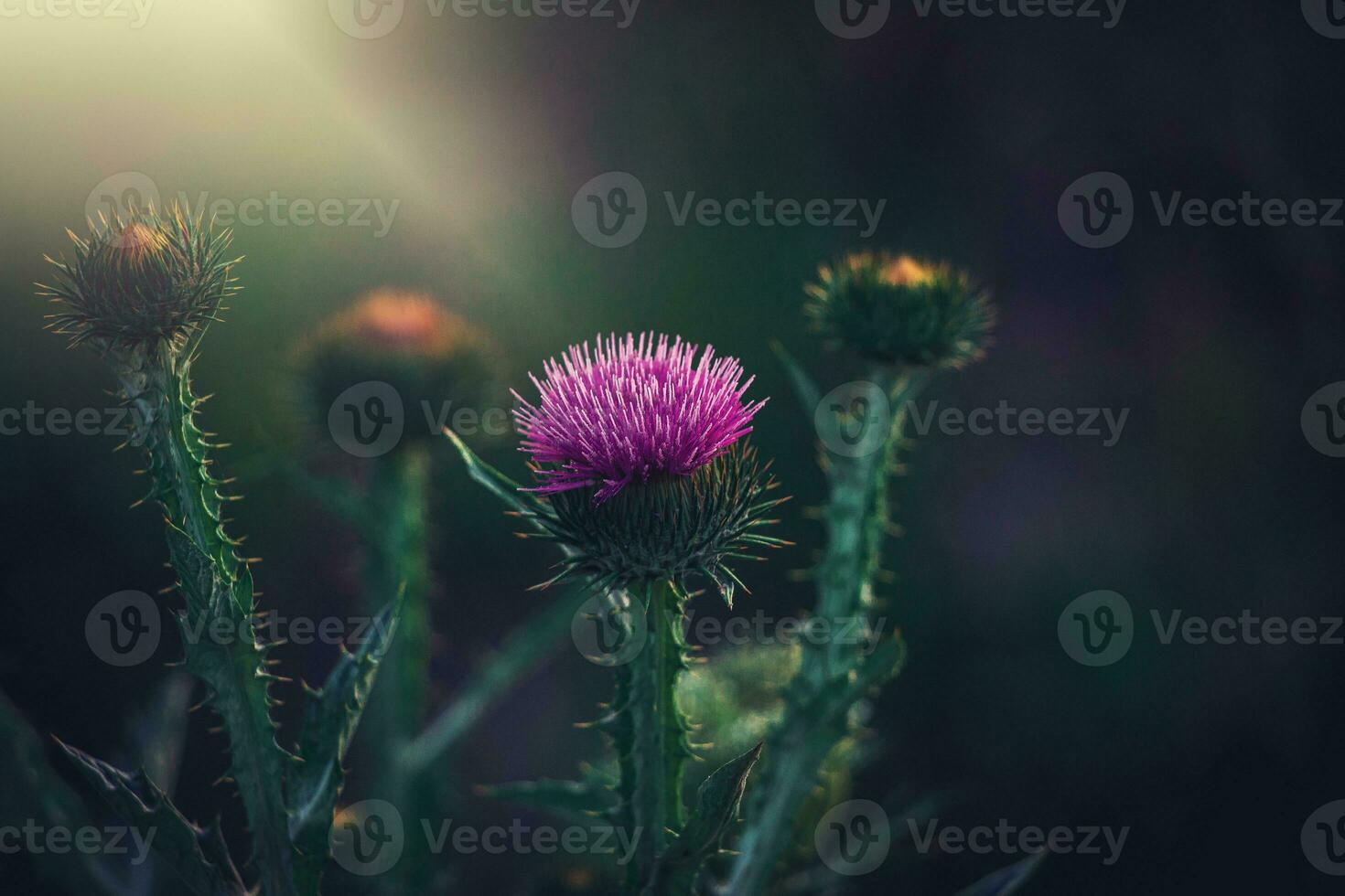 été violet chardon fleur parmi verdure dans une sauvage prairie, photo