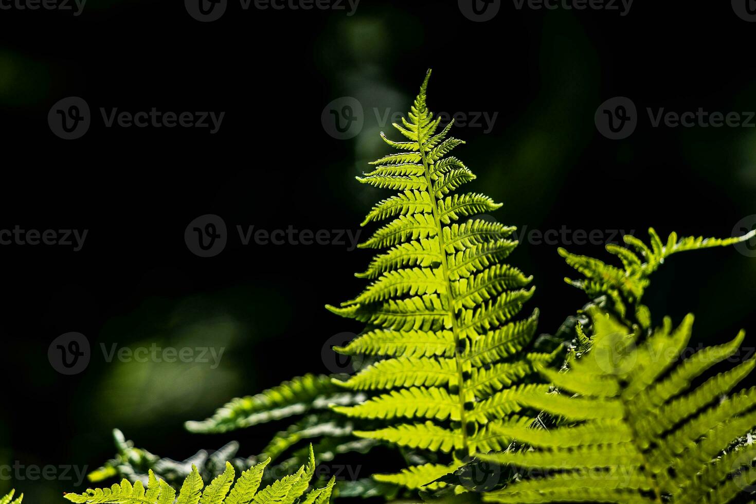 Jeune délicat feuille de lumière vert fougères sur une foncé Contexte illuminé par le printemps Soleil photo