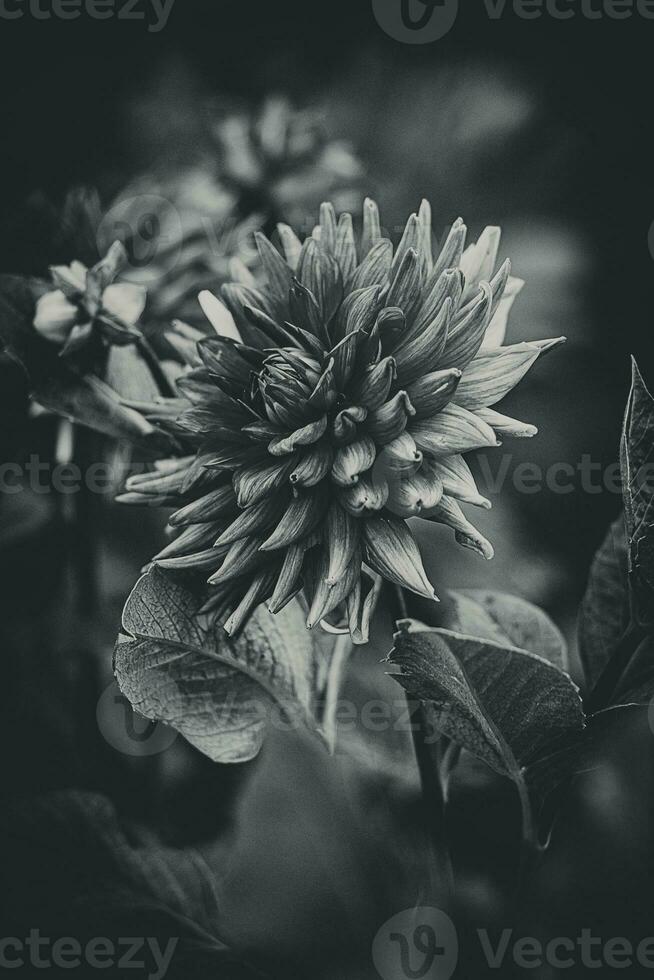 délicat été rose dahlia fleur dans le jardin parmi vert feuilles photo