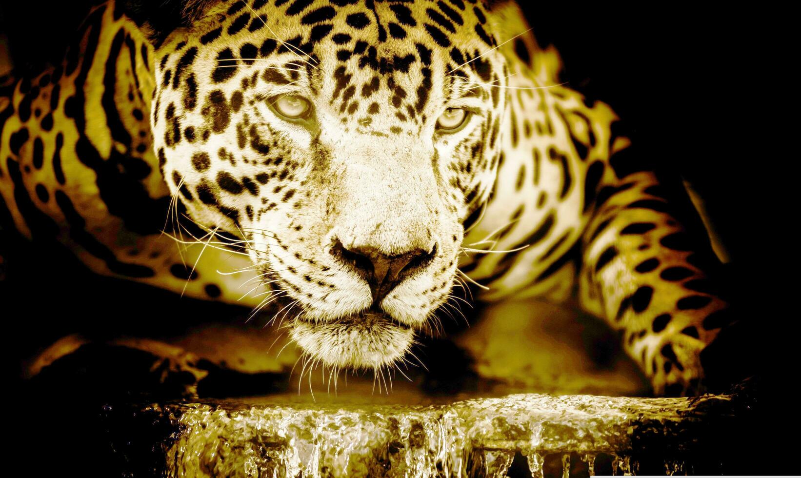 le guépard vient à le bord de le rivière prêt à capture ses proie photo