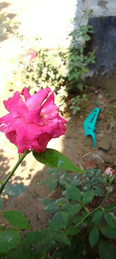 jardin des roses, fond d'écran, beauté fleur photo