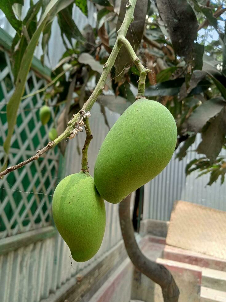 mangue, délicieux nourriture, mûr mangue, Naturel nourriture photo