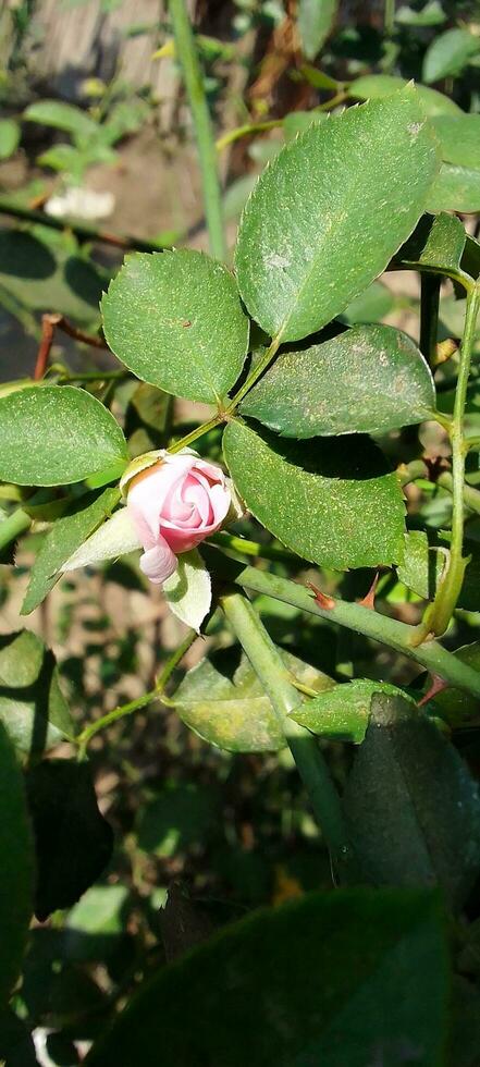 jardin des roses, fond d'écran, beauté fleur photo