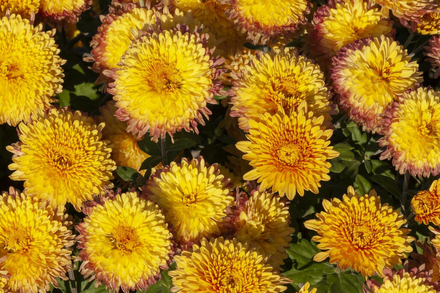 Jaune chrysanthème fleurs dans une jardin photo