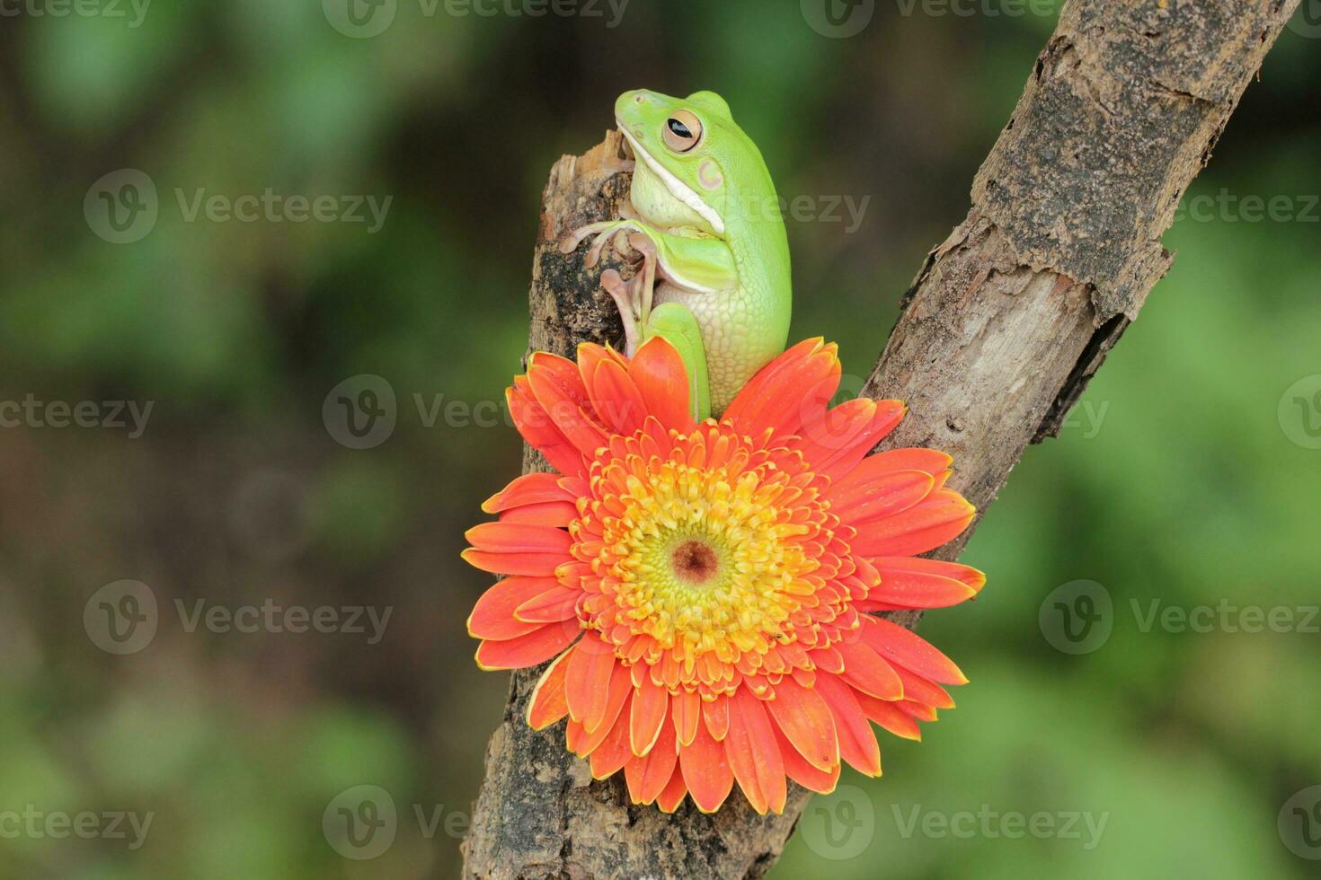 macro étape de grenouille et Orange fleur photo