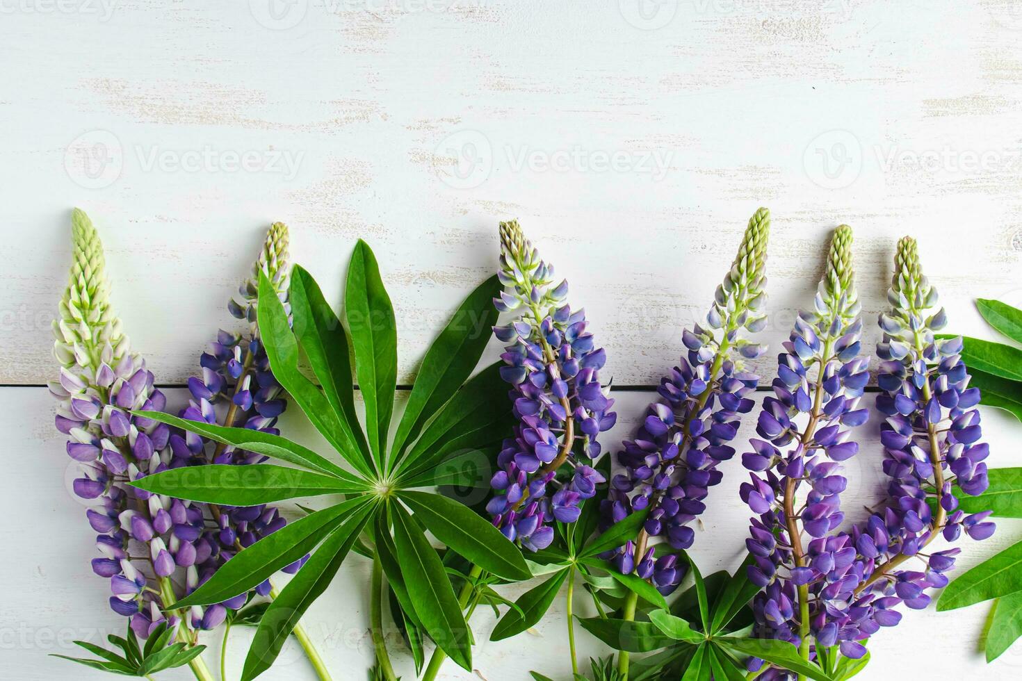 Naturel Contexte. violet et bleu lupins sur blanc toile de fond. photo