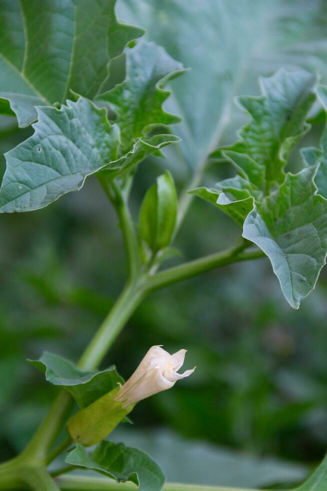 feuilles et fleur de datura ferox sur le plante photo