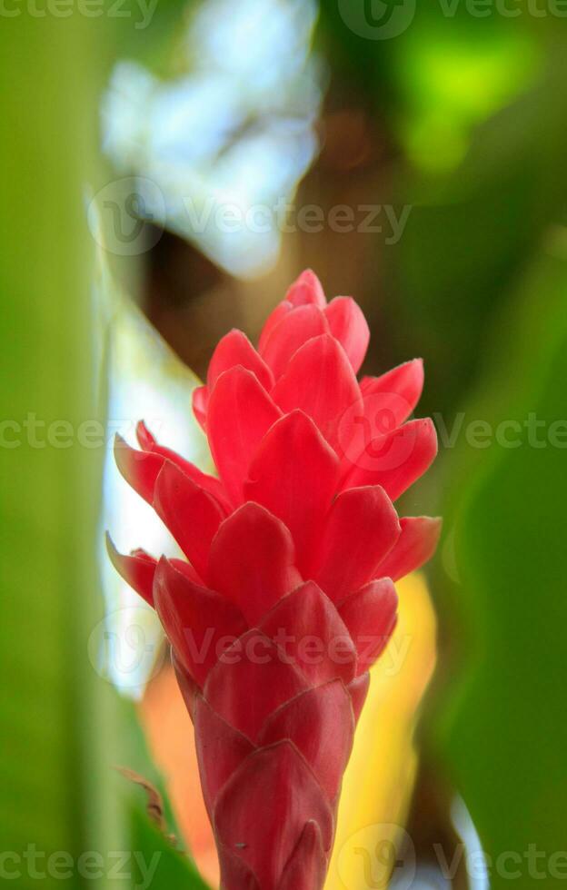 fleurs de le rouge gingembre- plante sont les plantes et herbes avec rhizomes utilisé à faire une variété de nourriture ingrédients. manger en bonne santé et le corps et fleurs sont belle. photo