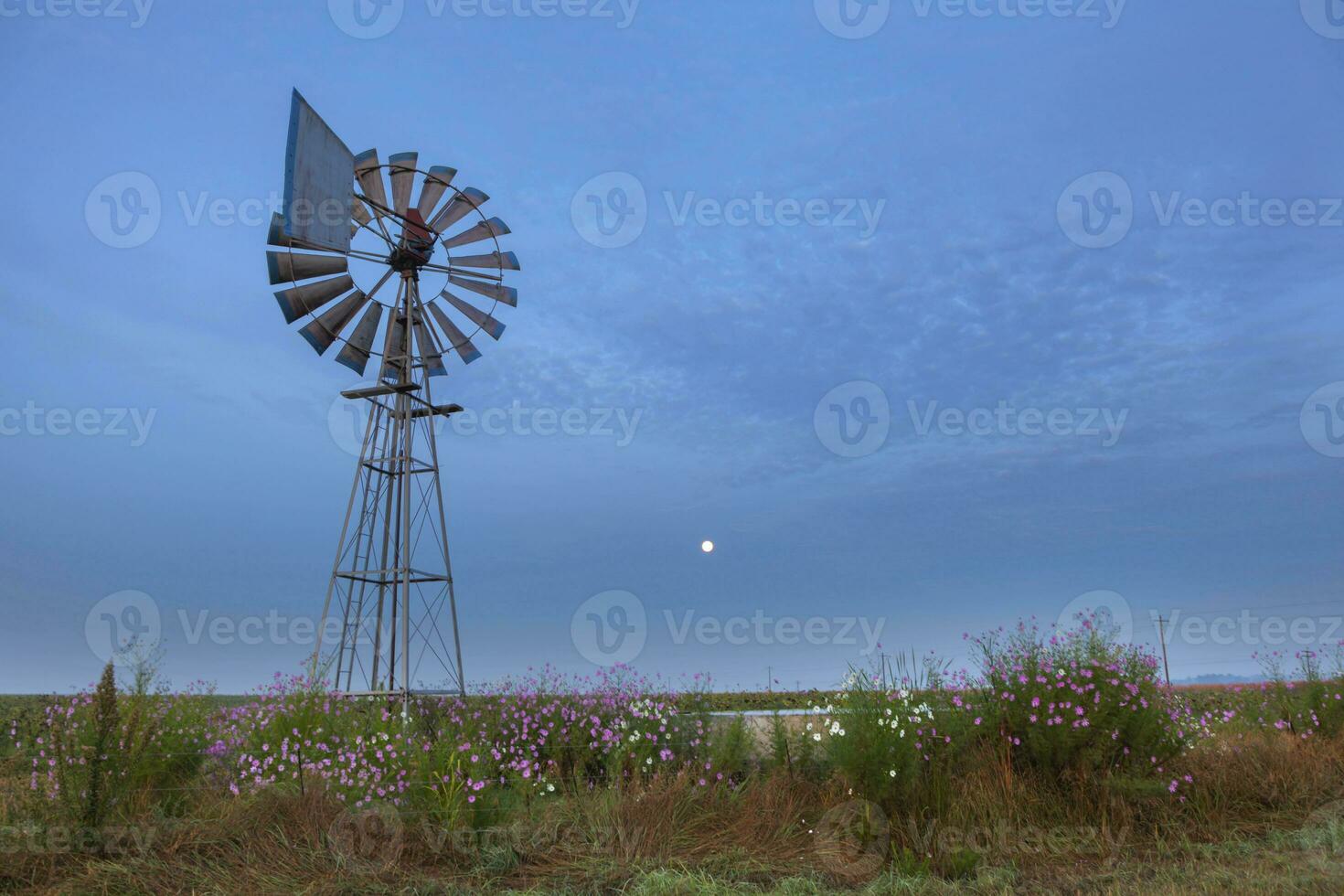 plein lune à Moulin à vent et cosmos fleurs avant lever du soleil photo