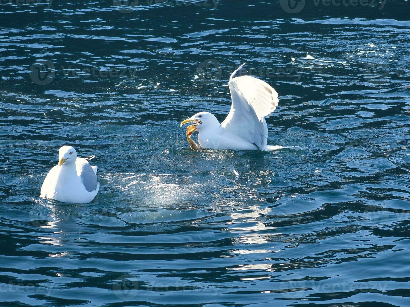 mouettes bats toi plus de nourriture dans Norvège. l'eau gouttes éclaboussure. alimentation envie parmi oiseaux de mer photo