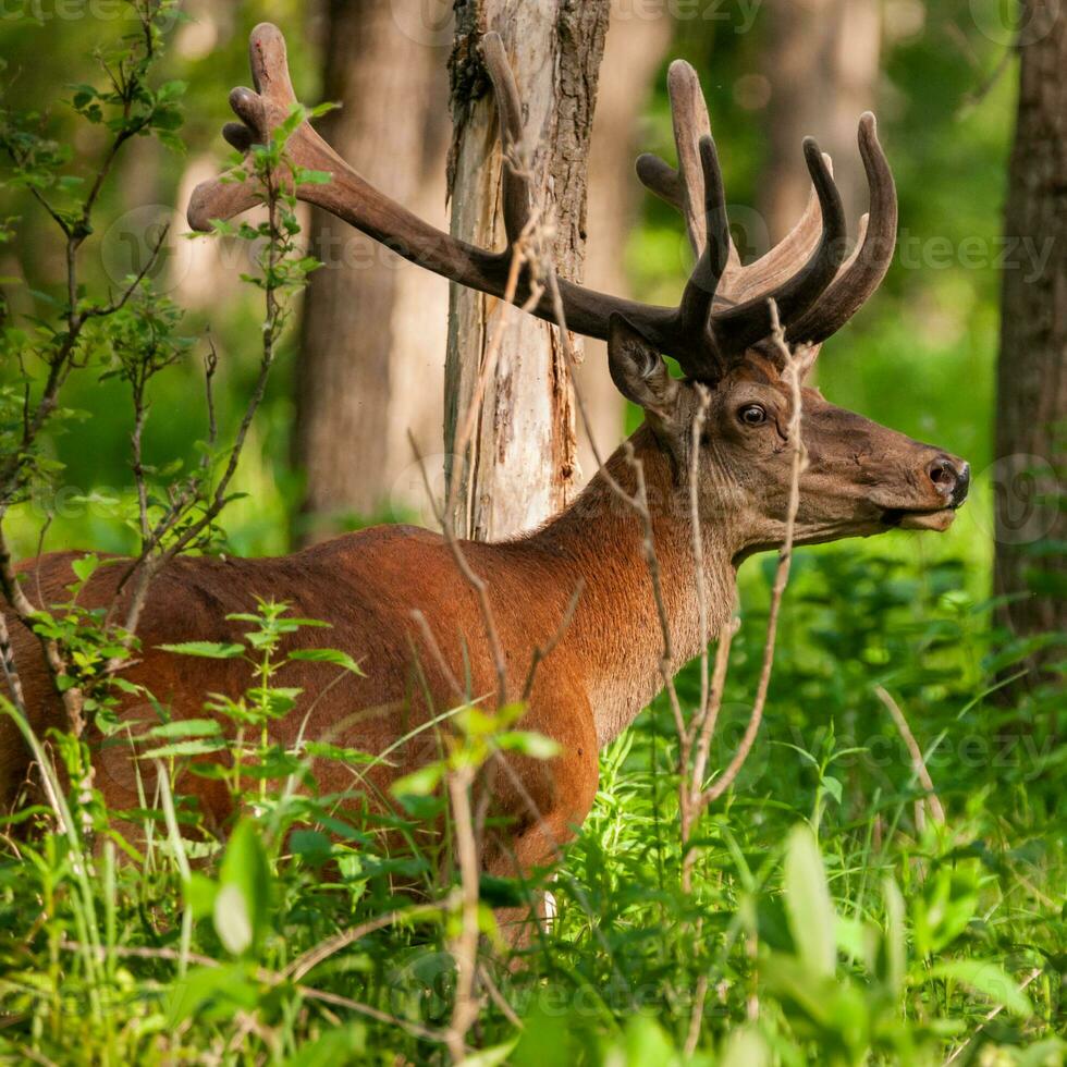 rouge cerf, cervus élaphe photo