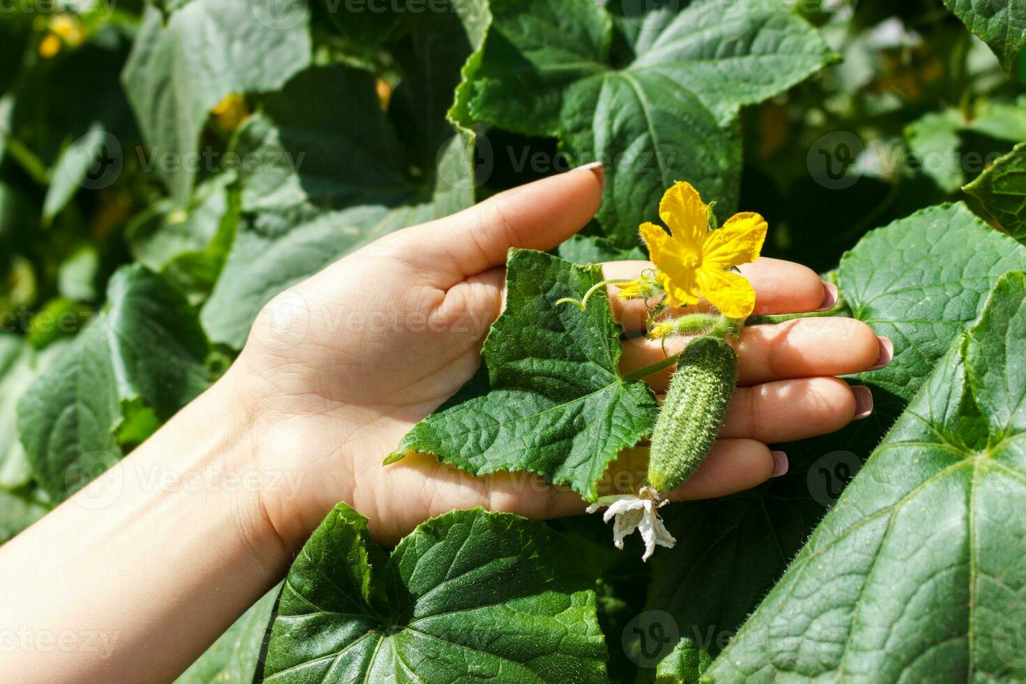 proche en haut de personnes âgées femme agriculteur mains vérifier concombres. en bonne santé en mangeant et agriculture concept photo