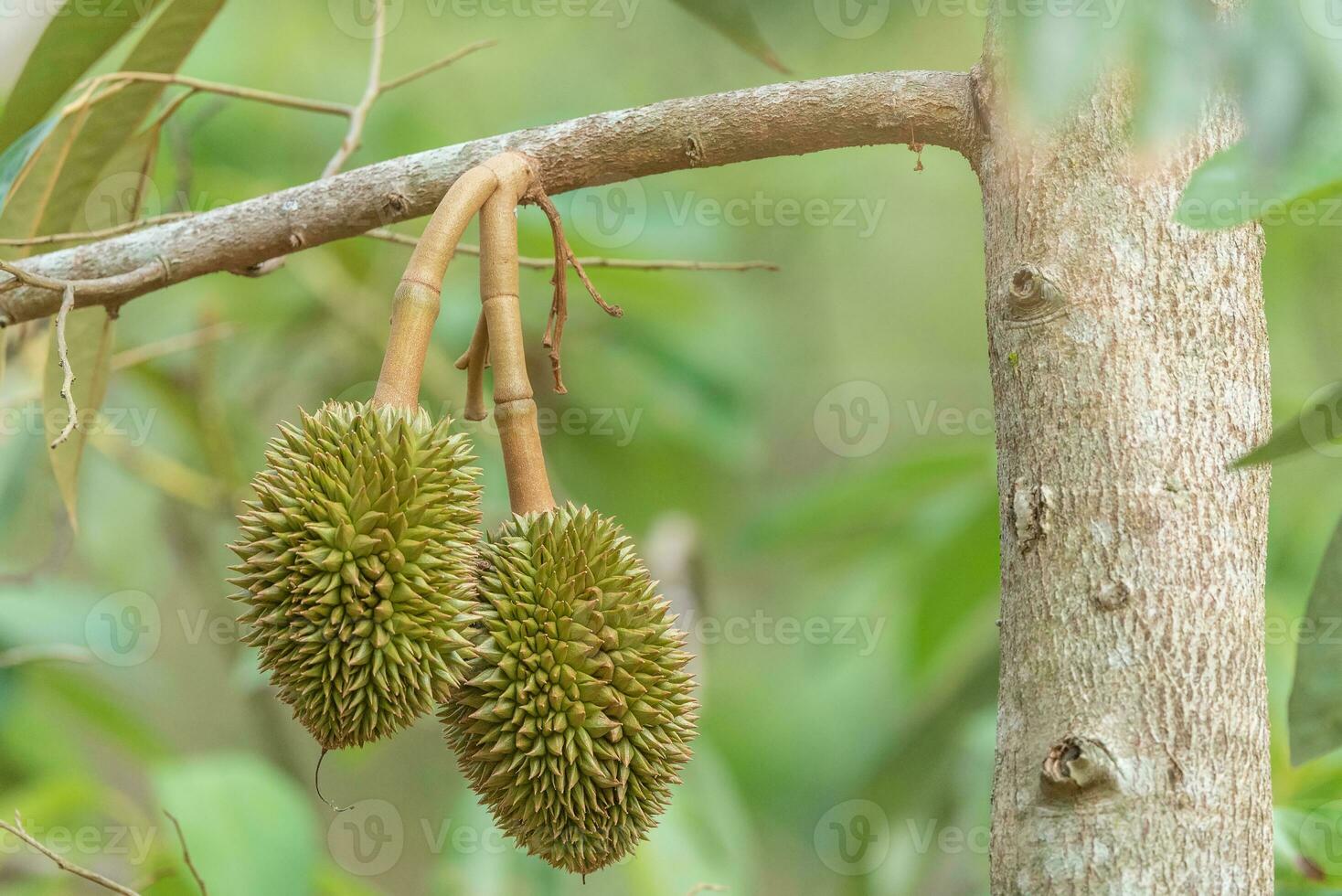 branche de durian sur arbre photo
