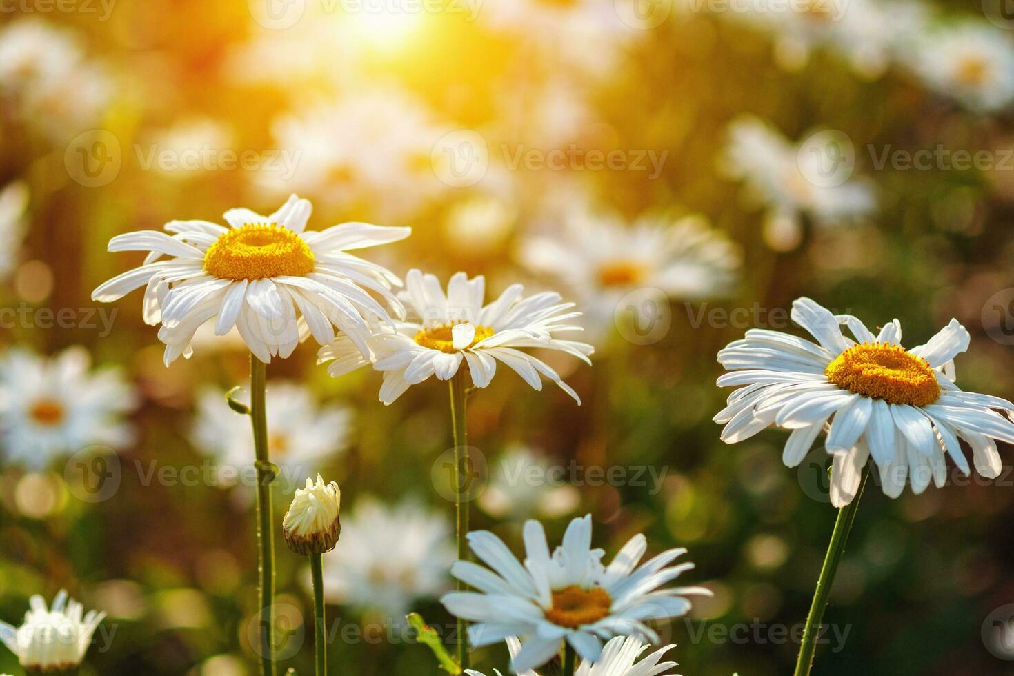 marguerites champ dans le coucher du soleil lumière leucanthemum maximum, max chrysanthème photo