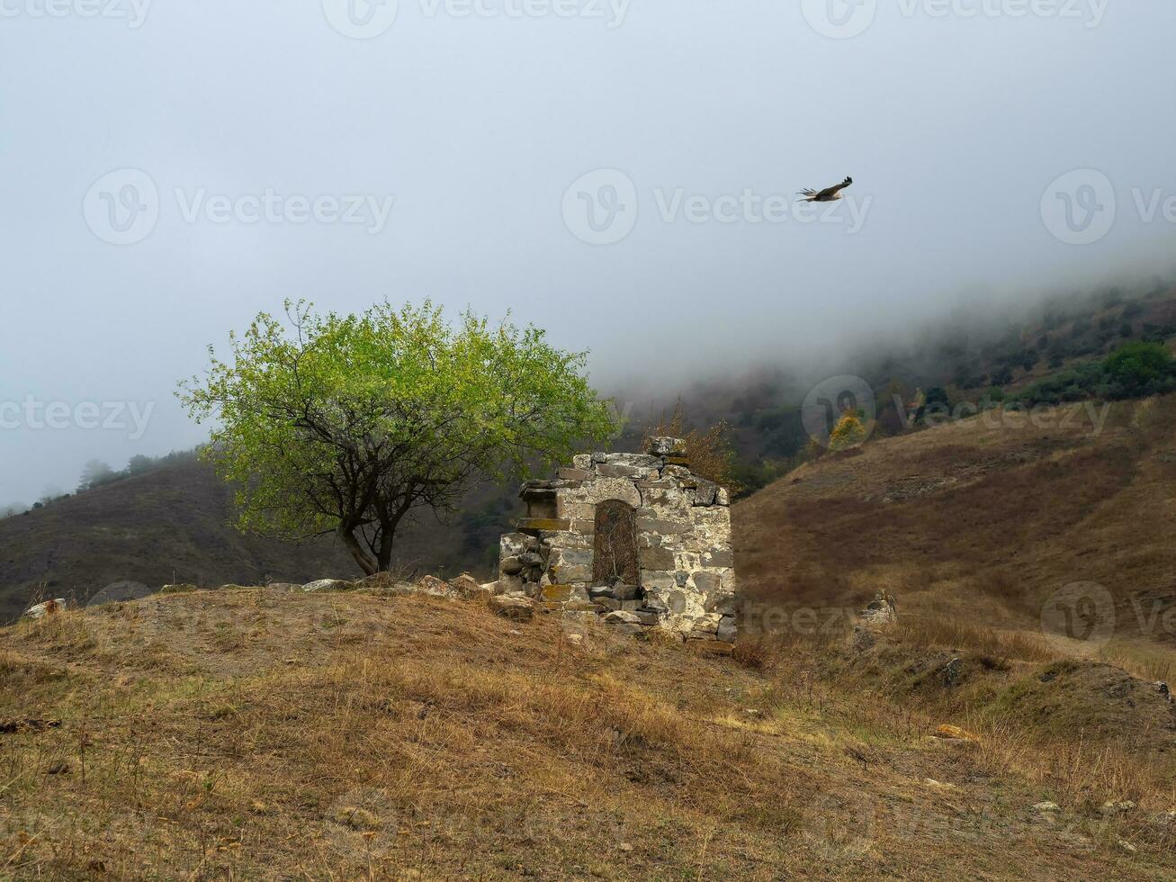 solitaire vert arbre au dessus une délabré crypte sur une brumeux flanc de montagne. vieux famille crypte sur une brumeux Montagne pente. Jeyrah gorge, situé sur le extrémité de le Montagne intervalle dans ingouchie. photo