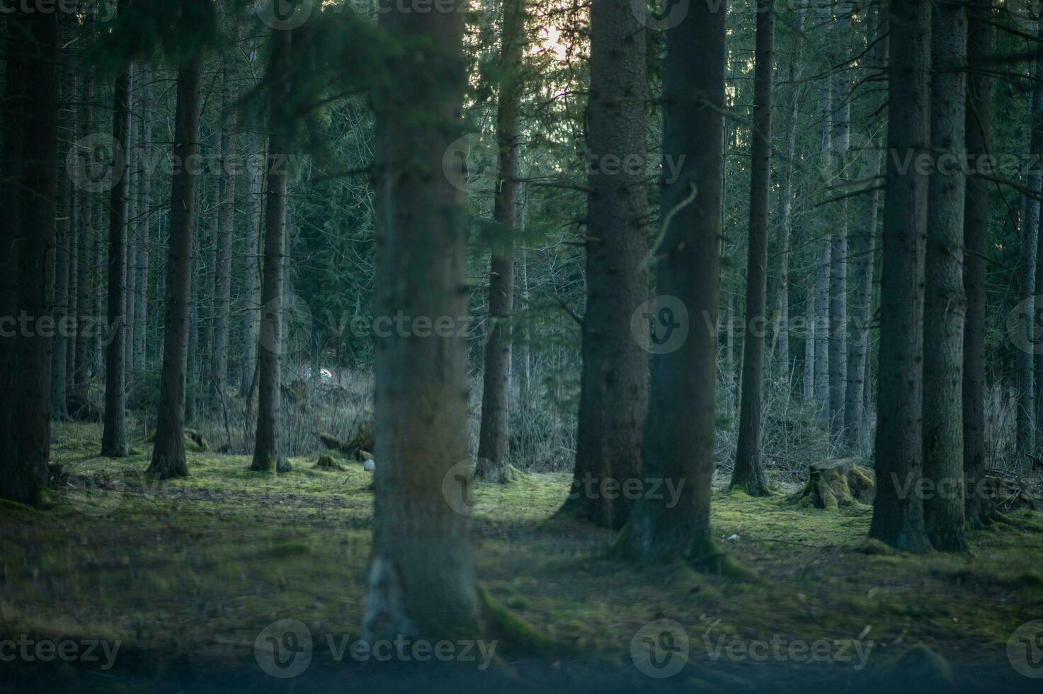 paysage terrestre la photographie de foncé forêt, Liptov, slovaquie, 14.04.2023 photo