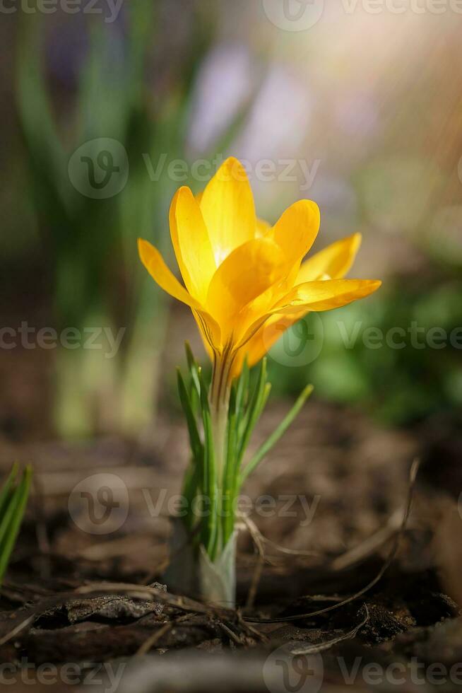 d'or crocus crocus chrysanthème fuscotinctus fleurit dans une jardin dans Mars photo