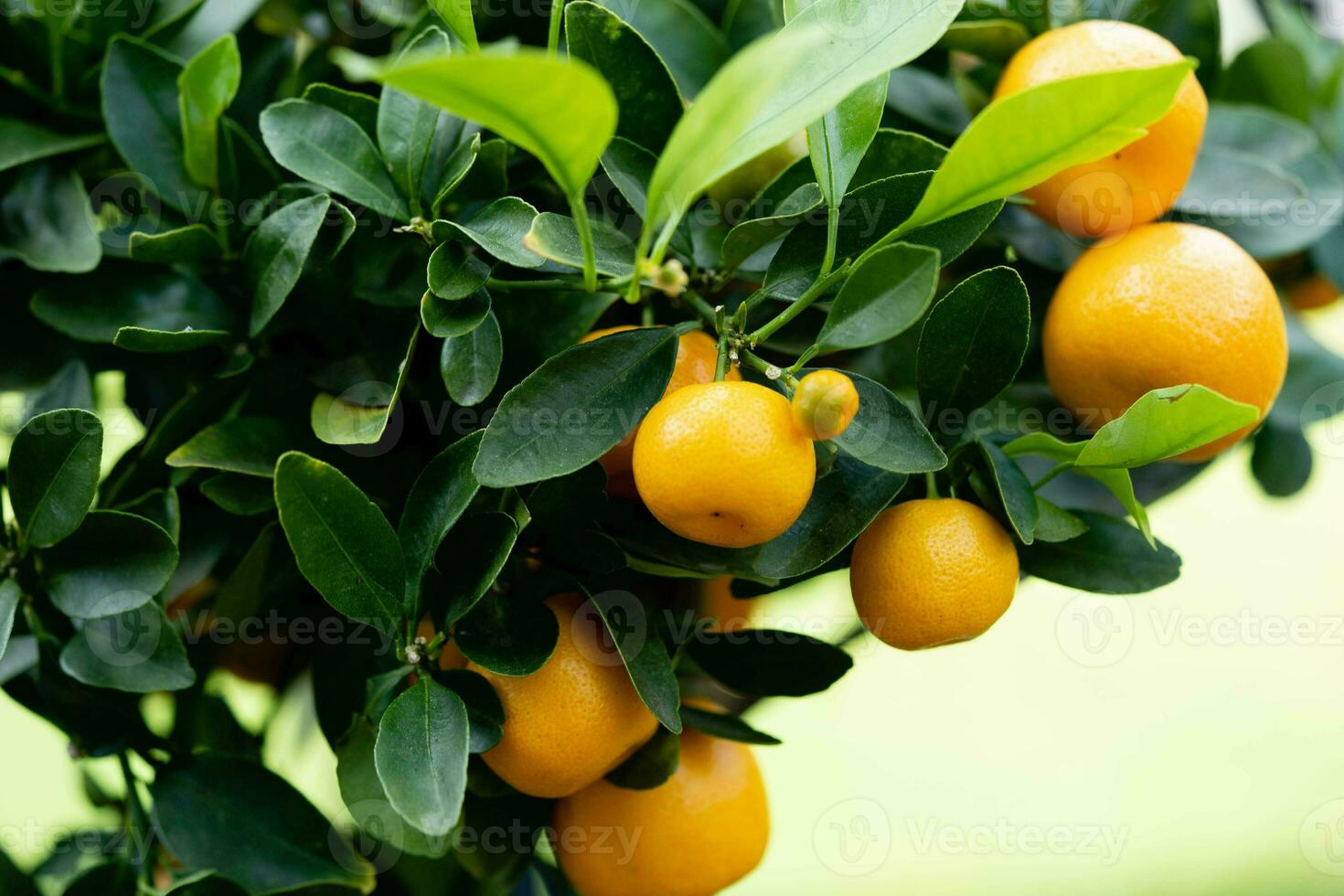 le calamondin Orange nitro Fortunella macrocarpa est une hybride de mandarin un cumquat photo