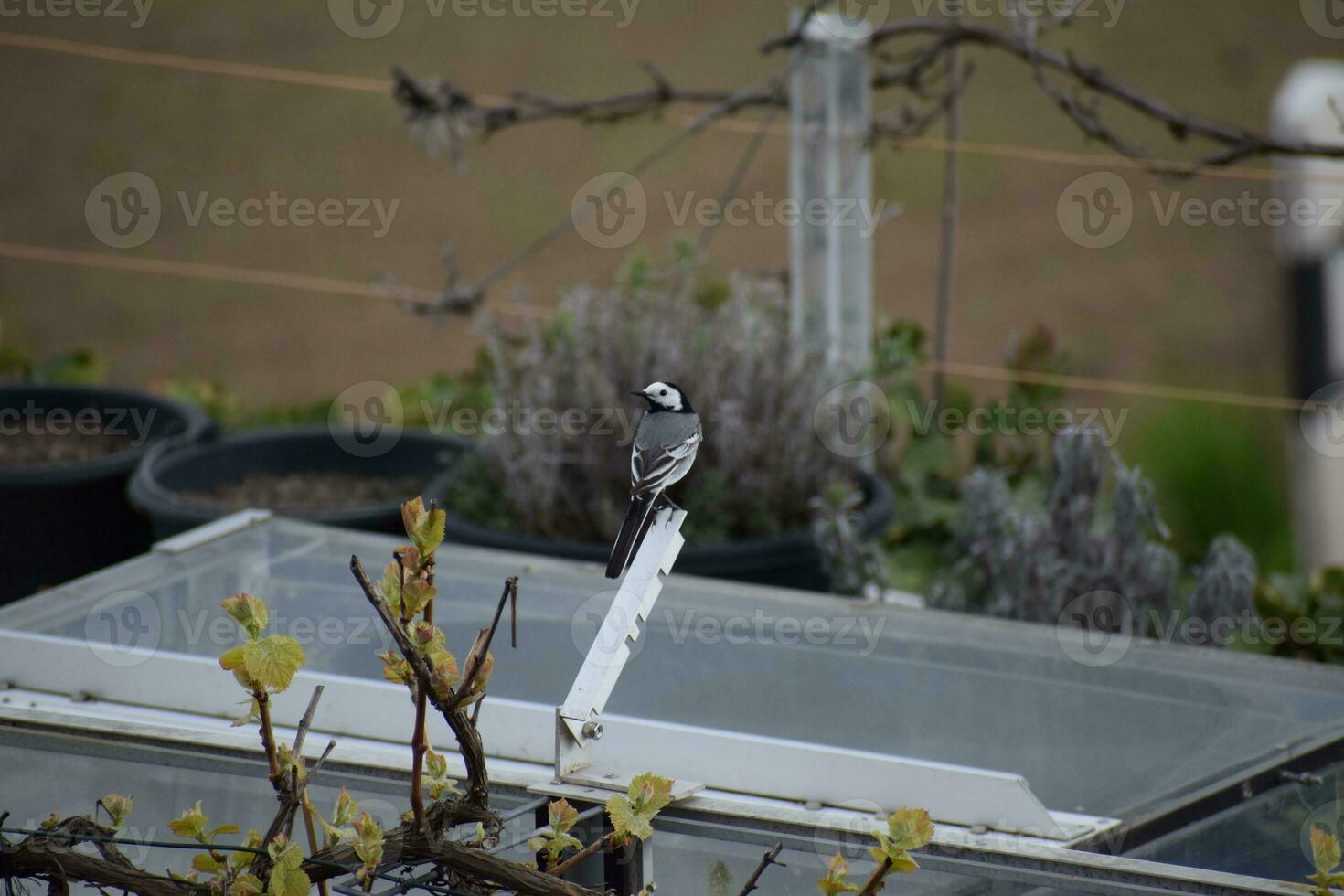 blanc bergeronnette isolé, tournant le tête photo