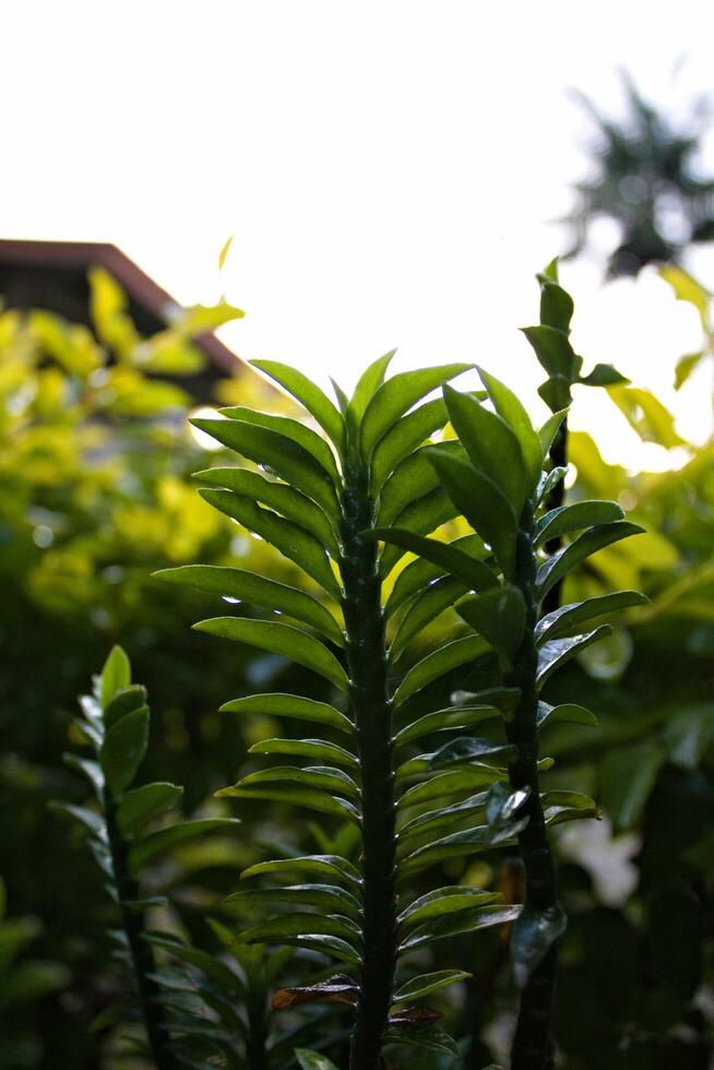 sélectif concentrer doux de pointe de Ligustrum ovalifolium dans le jardin avec vert Prairie toile de fond, cime des arbres de haie plante croissance plus grand que le autres, détail de minuscule vert feuilles, Naturel Contexte. photo