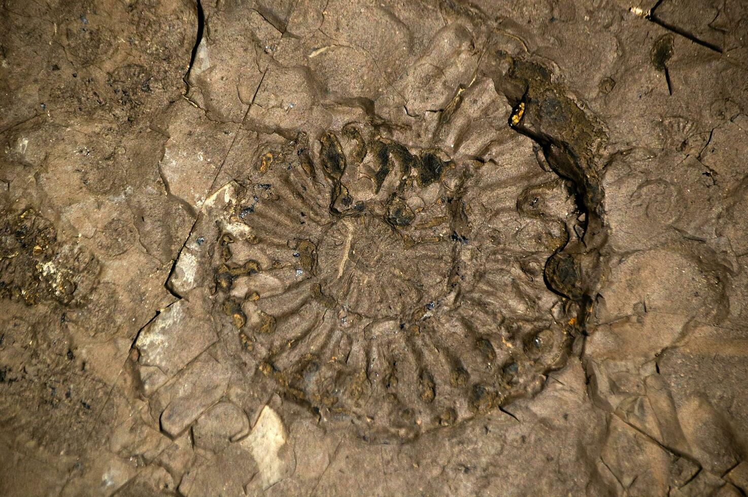 anmonite. ancien fossile découvert dans équateur photo