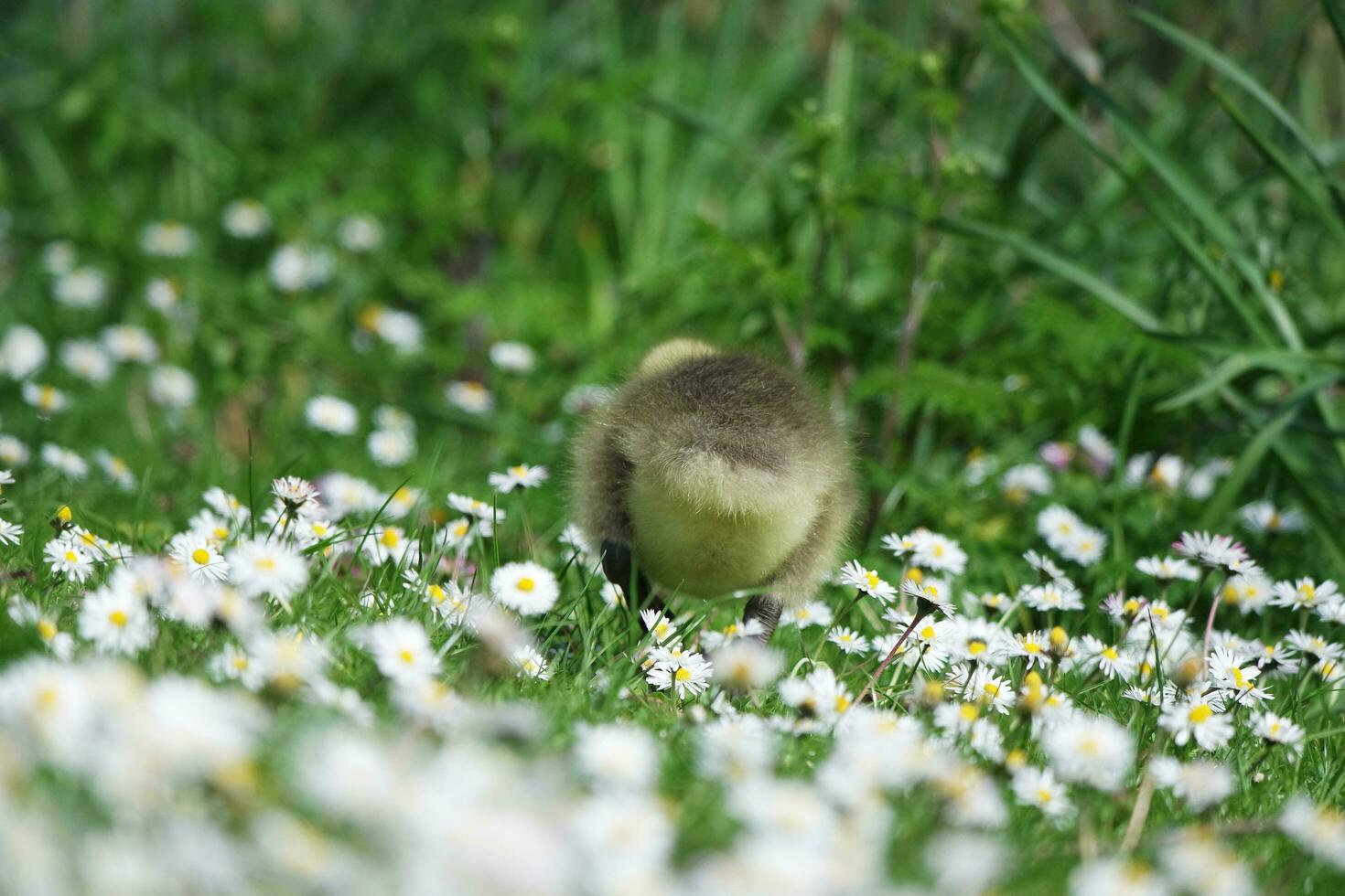 mignonne l'eau des oiseaux oies et poussins à Lac de bedford ville de Angleterre photo