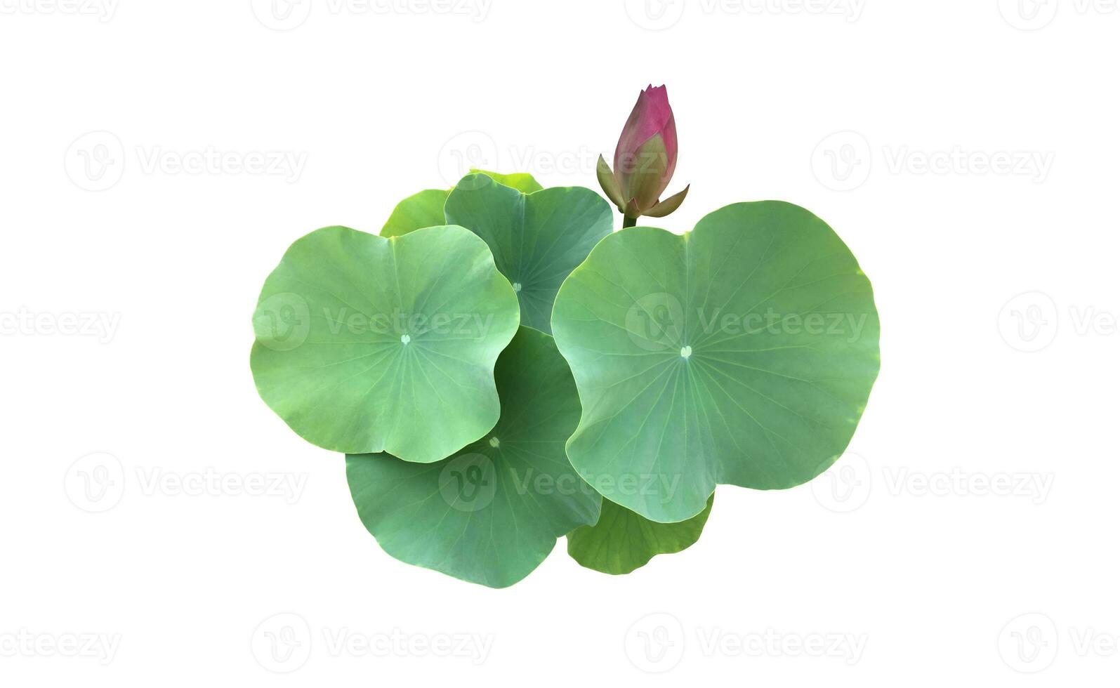 nénuphar isolé ou feuille de lotus avec des chemins de détourage. photo