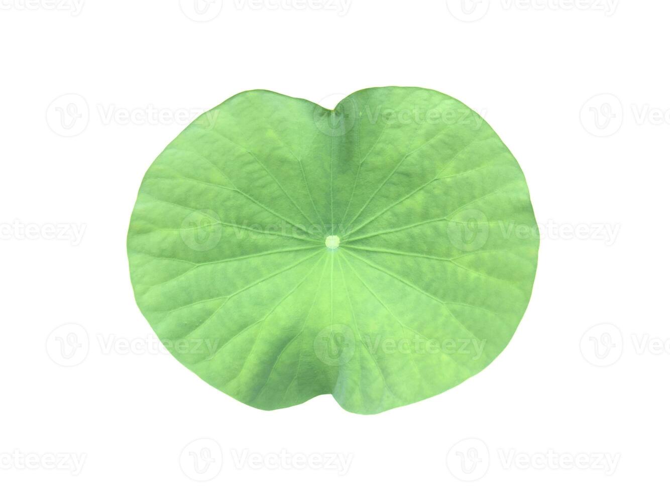 nénuphar isolé ou feuille de lotus avec des chemins de détourage. photo