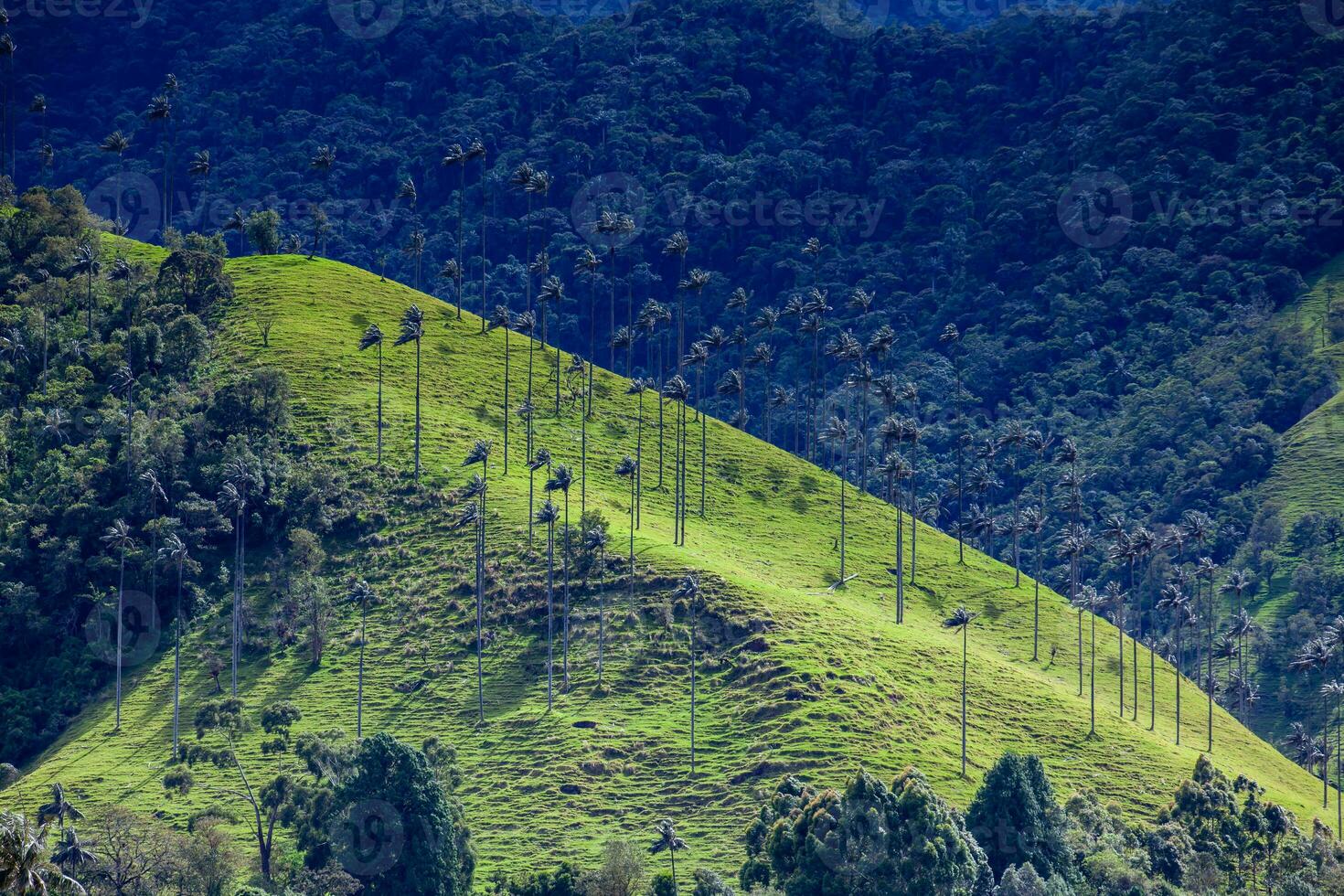 vue de le magnifique nuage forêt et le quindio la cire paumes à le cocora vallée situé dans salento dans le quindio Région dans Colombie. photo